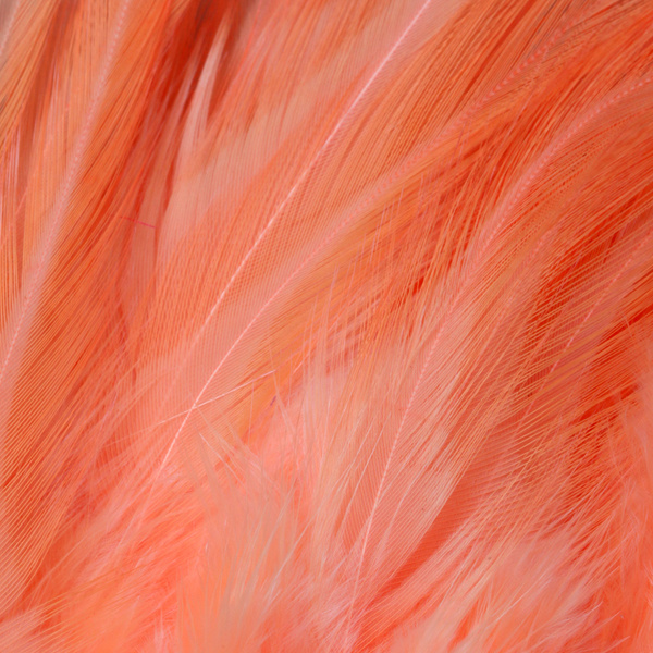 FFGene Strung Saddle Hackle