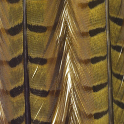 FFGene Pheasant Center Tail