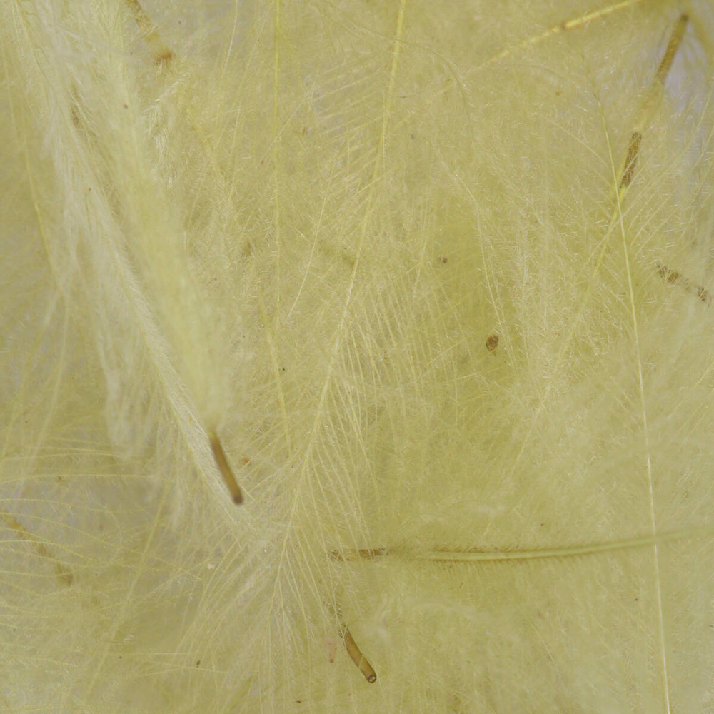 Dirty Yellow