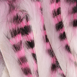 Spirit River UV2 Dos Jail Rabbit