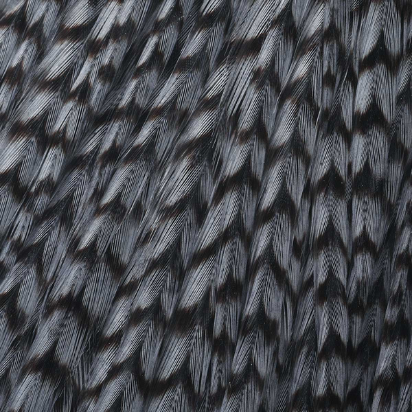 Ewing Top Capes Dyed