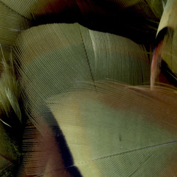 FFGene French Partridge