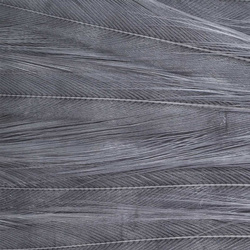 Dažyta gaidžio kaklo plunksnų odos vidurinė dalis Ewing