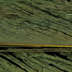 FFGene Peacock Sword Bleached