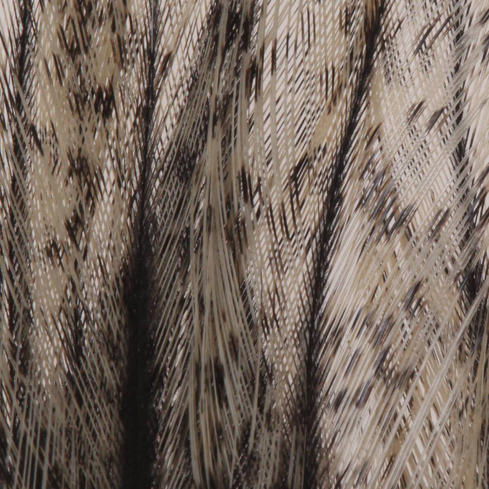 Black Speckled Corzuno