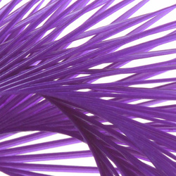 Hareline Gestripte ganzenbiots