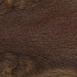 Wapsi kokonainen mäntyoravan turkisnahka