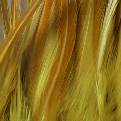 FFGene Strung Saddles Hackle