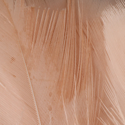 Spirit River UV2 Turkey Flats