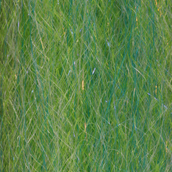 H2O Steve Farrar SF Blend