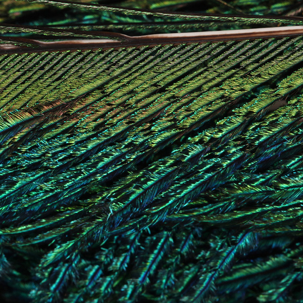 FFGene fehérített páva-kardfaroktoll