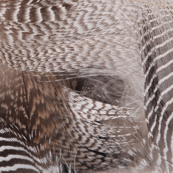 Hareline Teal Flank Feathers