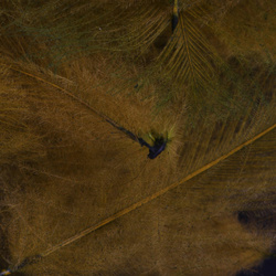 FFGene CDC Color Jambo – CDC-tollcsomag, 1 gr