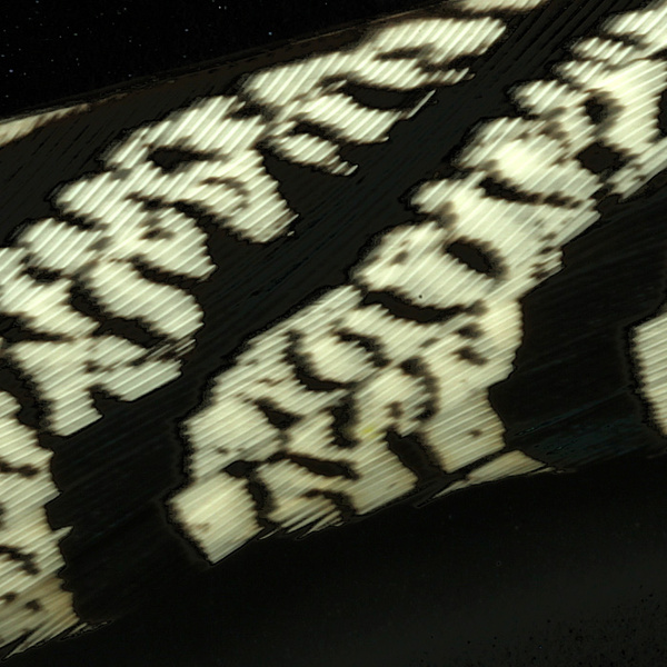Hareline timanttifasaanin pyrstön keskisulat