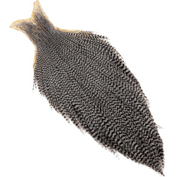 Κάπα λαιμού κόκορα εμπορικής ποιότητας FFGene