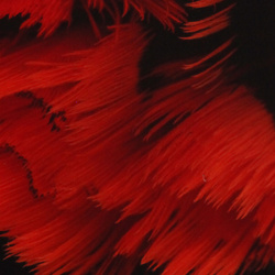 Hareline Ringneck Neck Patch