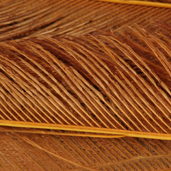 FFGene Peacock Sword Bleached