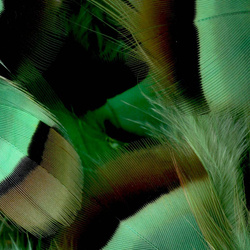 FFGene French Partridge