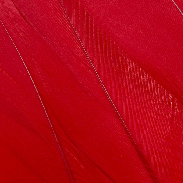 FFGene Ramenní pera husy
