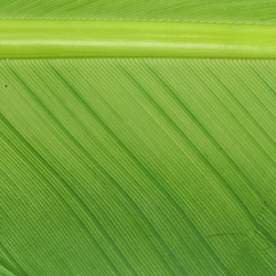 Hareline Turkey Biot Quills