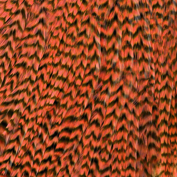 Ewing Grizzly Half Saddles