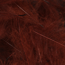 Wapsi CDC. Cul-De-Canard