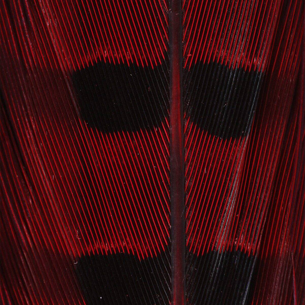 Hareline Ringneck Pheasant Tail Feathers
