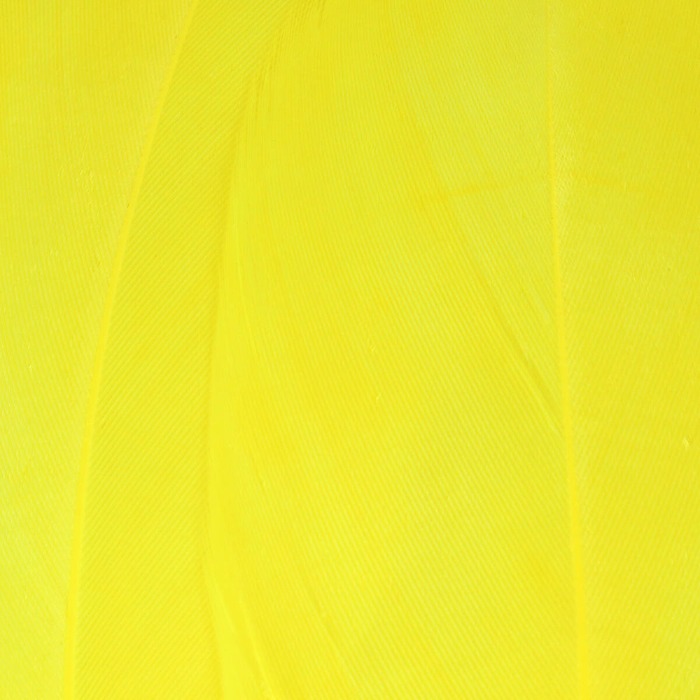 Fl. Yellow