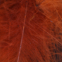 FFGene Βαμμένα φτερά CDC Jambo - συσκευασία 1 gr