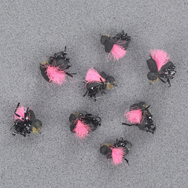 Pink Indicator Black Beetle