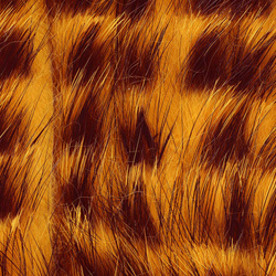 Wapsi vöödilised küüliku zonkeriribad