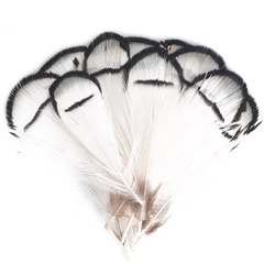 FFGene Tippets de faisão-diamante (Lady Amherst)