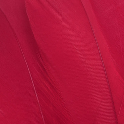 FFGene Goose Shoulders