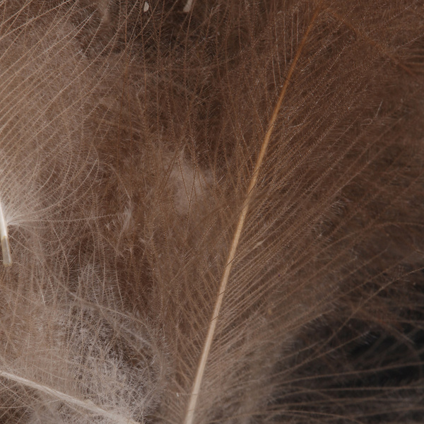 FFGene CDC Natural Jambo Pack - 1 gr