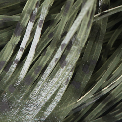 Hareline Buggy Nymph Legs