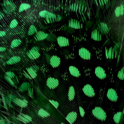 Hareline Strung Guinea Feathers