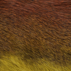 Pine-Squirrel-Fell, ganz Wapsi