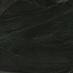 Hareline Dyed Ringneck Pheasant Tail Clump