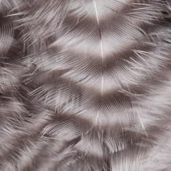 Hareline Grizzly pehmed hackle-suled