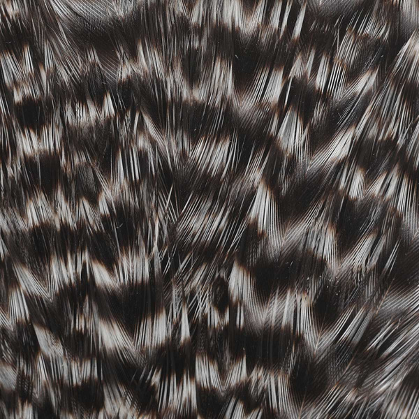 Visa vištos balno plunksnų oda Wapsi Grizzly