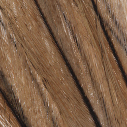 Pero Coq de Leon