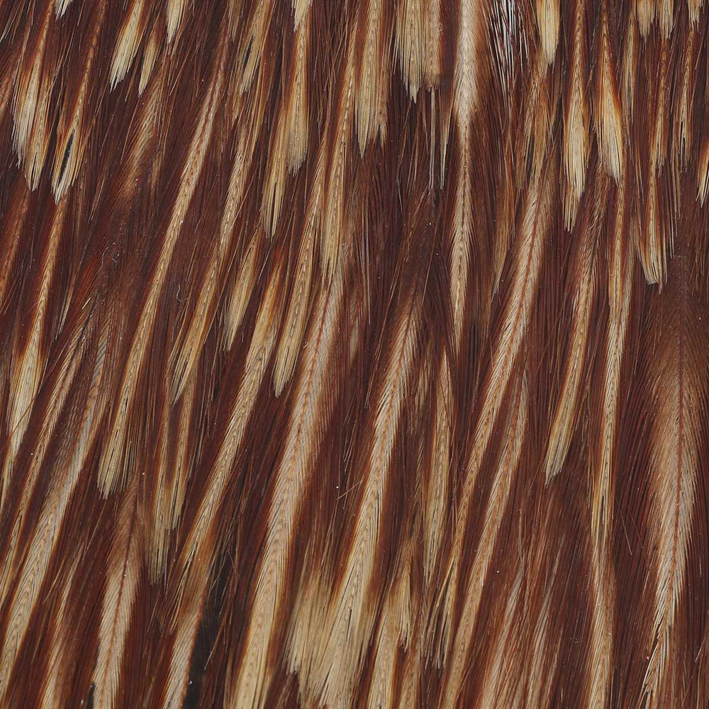 #1 - Ginger