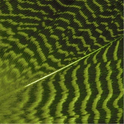 Wapsi Gadwall Barred Flank