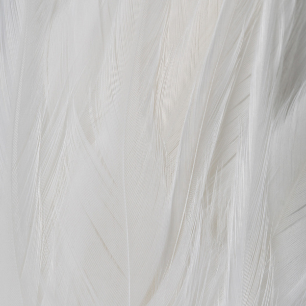 FFGene Strung Saddle Hackle