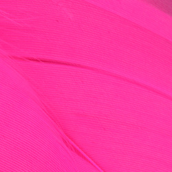 Wapsi Goose Shoulders