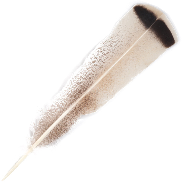 FFGene Turkey Mottled Tail