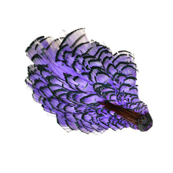 Wapsi nackfjädrar från diamantfasan