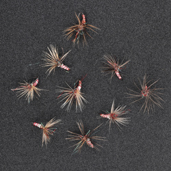 Red and White Spider