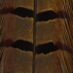 Hareline Ringneck Pheas. Tail Feathers