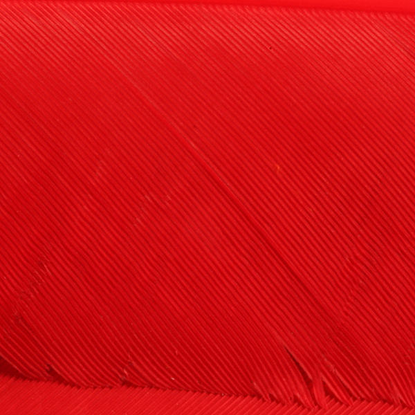 Hareline Turkey Biot Quills